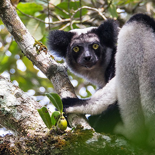 Andasibe - Indri